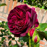 Munstead Wood Rose